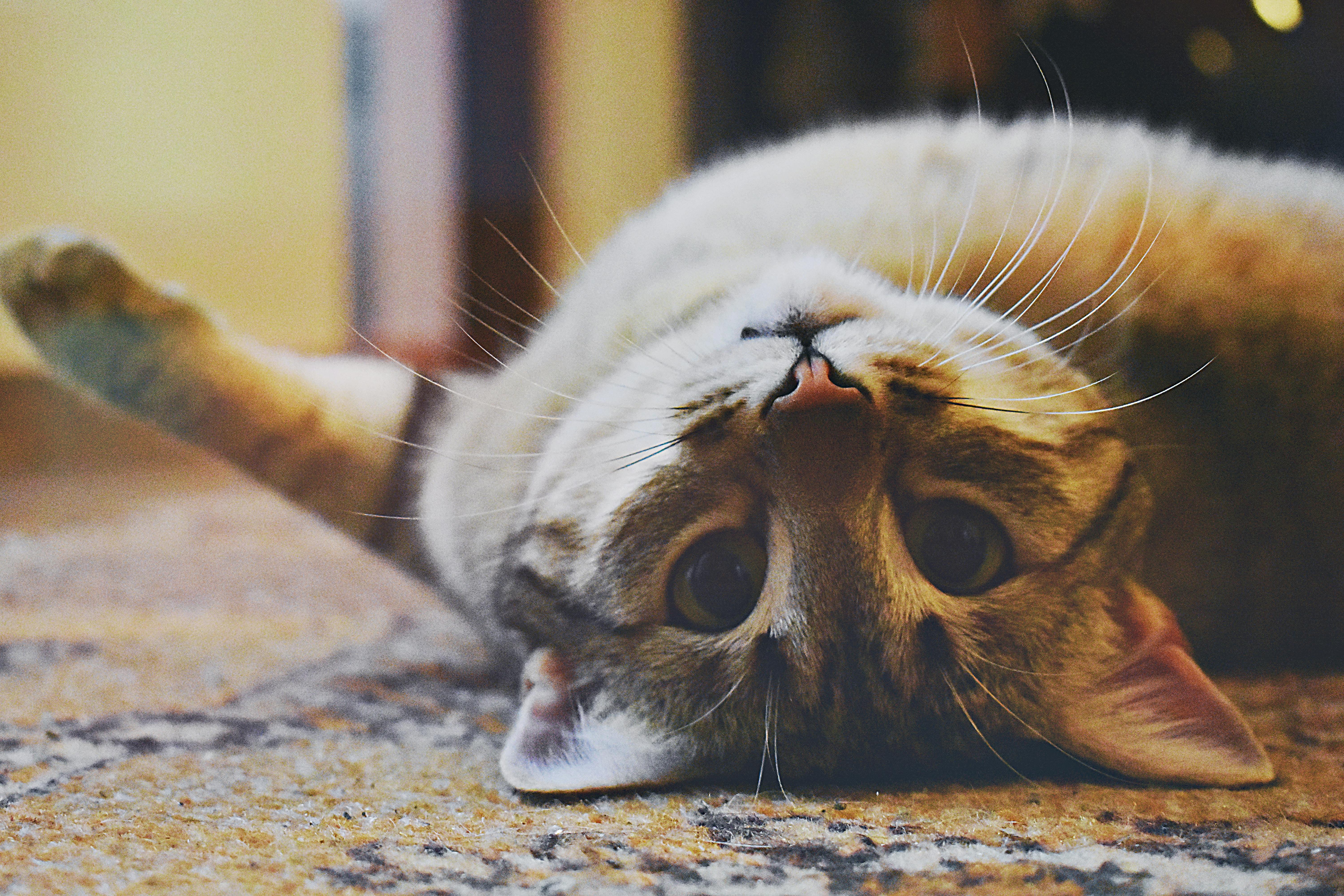 A cat lying upside down, gazing at the camera.